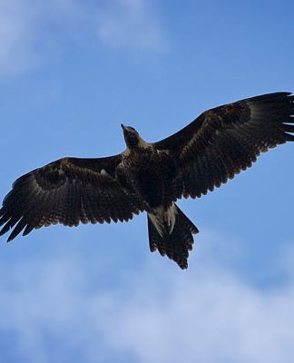 eagle_in_flight-wedge_tailed-credit-wikicommons-posted-free-resources-mhpronews-com.jpg