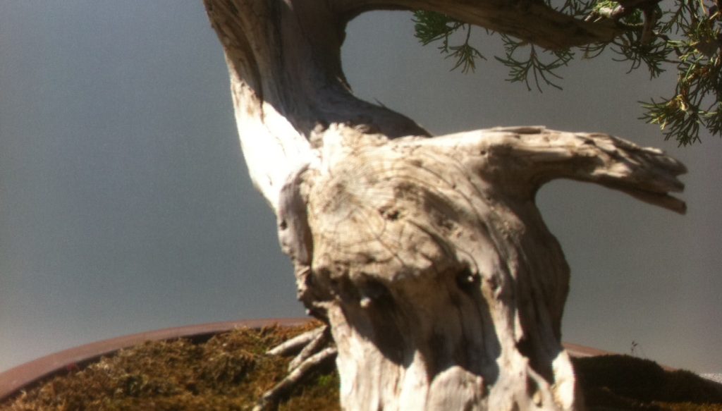 Bonsai tree base - photo by Tony Kovach