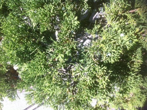 bonsai tree top down, photo by Tony Kovach