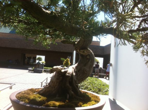 base of the same bonsai tree with greenery, photo by Tony Kovach