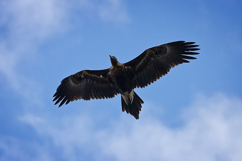 eagle_in_flight-wedge_tailed-credit-wikicommons-posted-free-resources-mhpronews-com.jpg