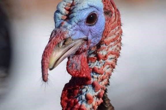 turkey-george-seabrook-new-hampshire