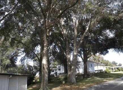 Florida__diseased_tree_at_Water_Oak_MHC_owned_by_SunComm__villages_dash_news__credit