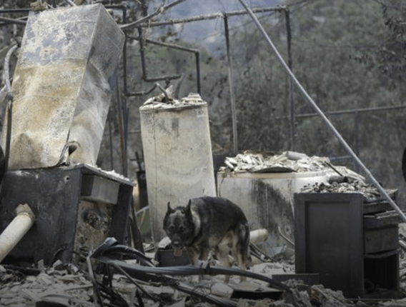 Calif._Erskine_Fire_rubble_usatoday_credit postedDailyBusinessNewsMHNProNews